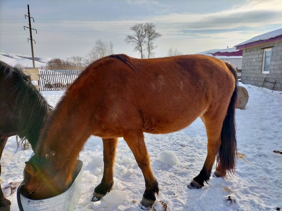 Кобылы с откорма 5-6 летки