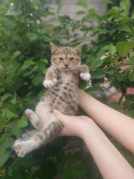 котята Шымкент))