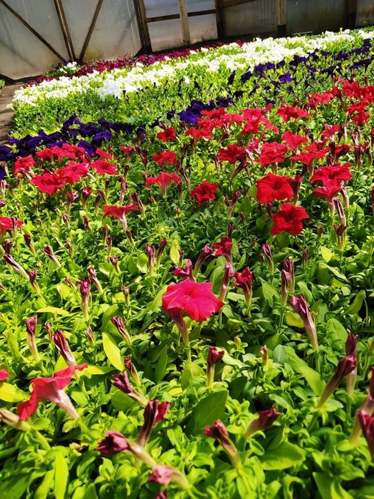 Петуния рассада цветов