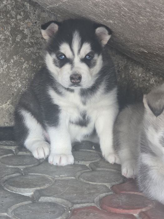 Vând pui Husky Siberian