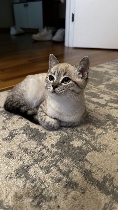 Шотландская вислоухая кошка.