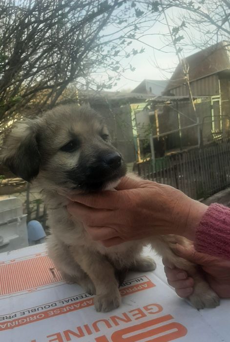 Щенки девочки   возраст  2,5 месяца