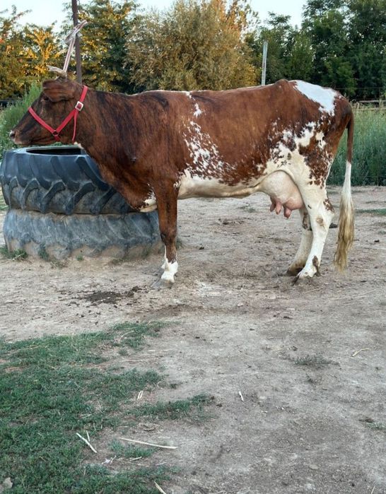 Екі бас сауын сиыр..k