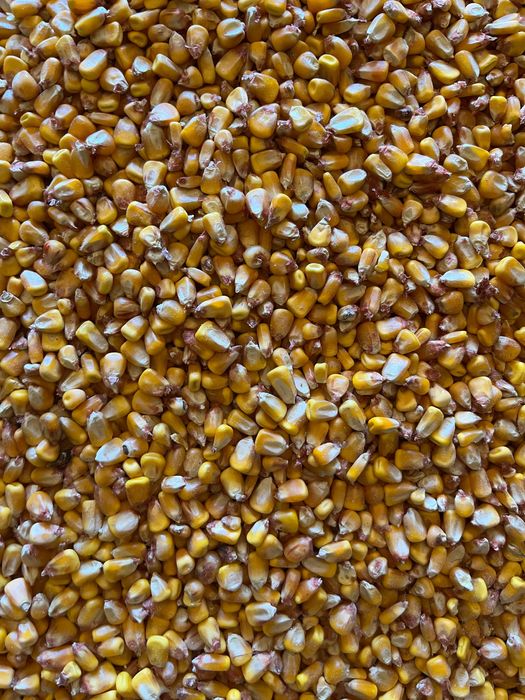 Porumb boabe Pioneer