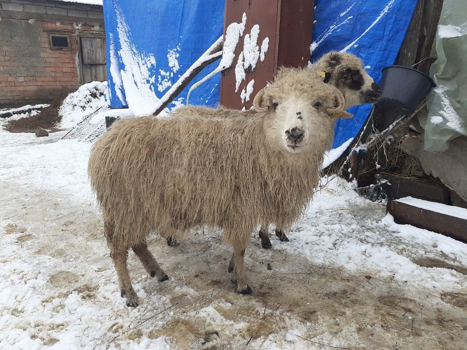 De vânzare o oaie 2 berbeci și 6 miei berbecuți