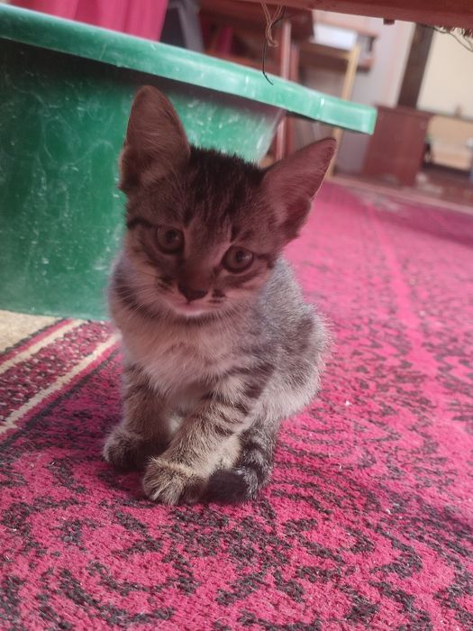 Котята двое остальных забрали успейте забрать вы.
