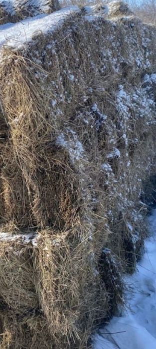 Шөп сатам тюковой.