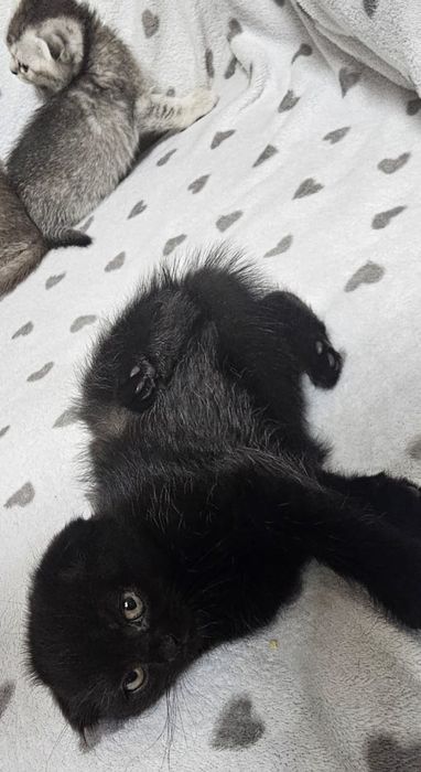 Котятки вислоухие