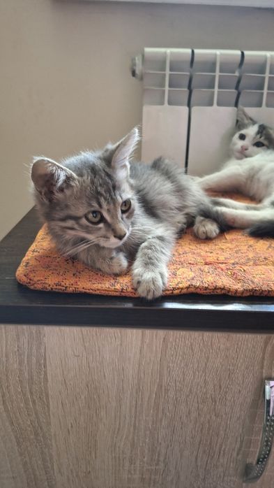 Котята  отдам $$