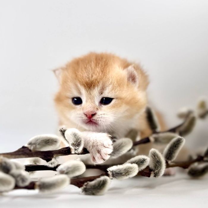 Плюшевое золотое счастье