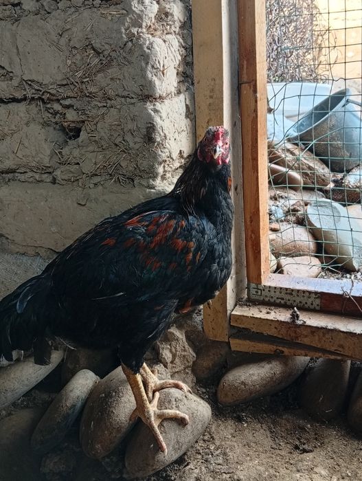 Dakan xoʻroz 120000dan