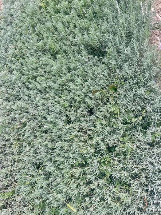 Разсад Лавандула  Лавандулов разсад