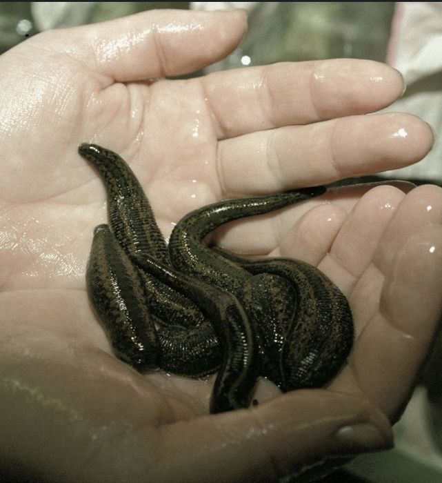 Zuluk зулук оптом арзон