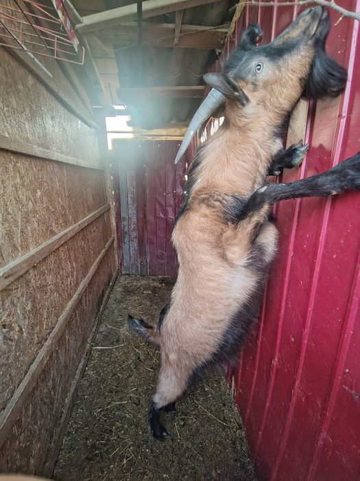 Țap rasa Alpină franceză