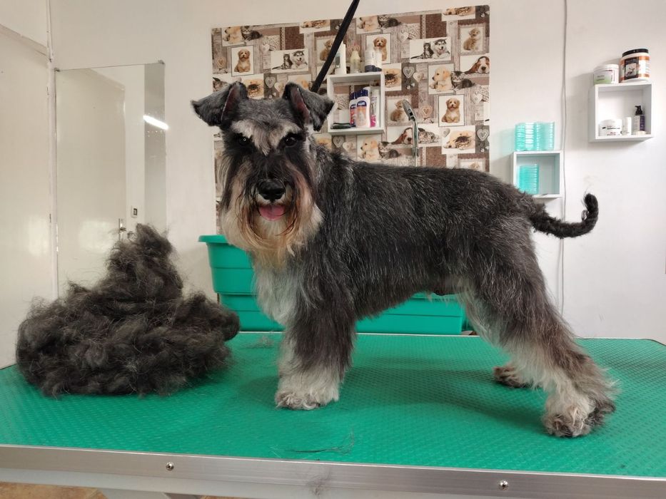 ЗооФамилия Професионален груминг, подстригване и къпане на кучета