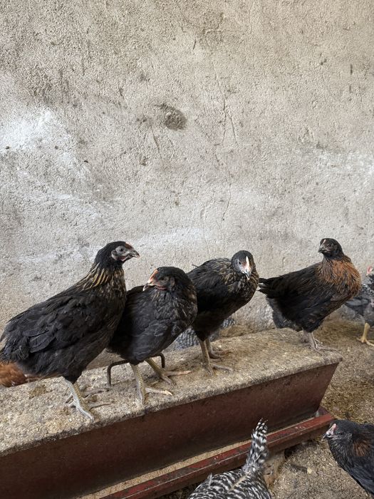 Ярки и петли супер харко