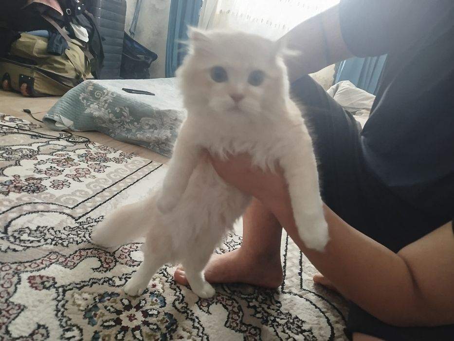 Scottish Fold Longhair (Highland Fold)