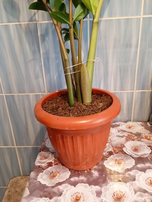 Продам цветы большой и маленький