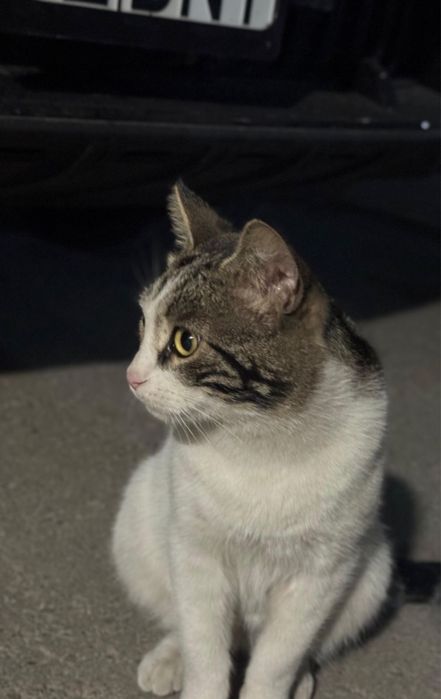 Отдам кота в добрые руки