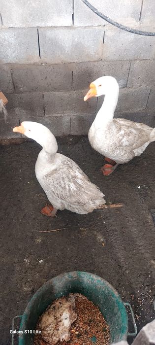 Продам пару гусей  гусака и гусынью