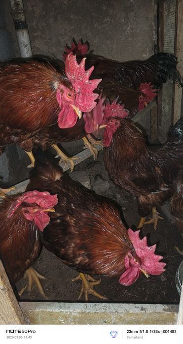 Xoroz петух xoroz