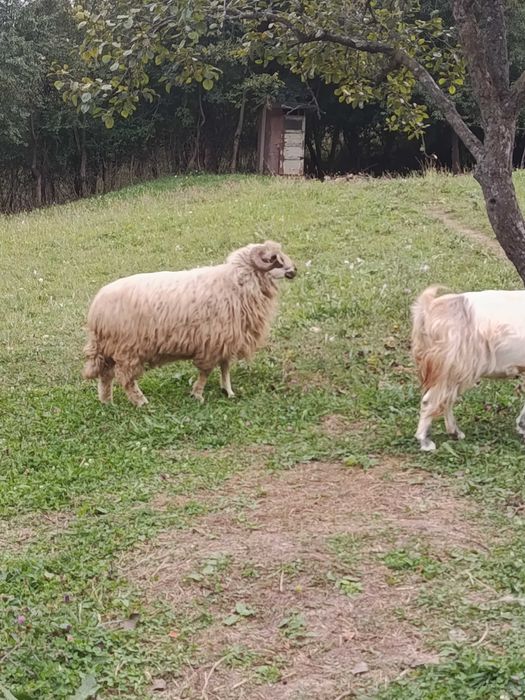 Berbec de prăsilă/ montă