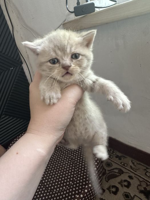 mushu sotladi toza zotli