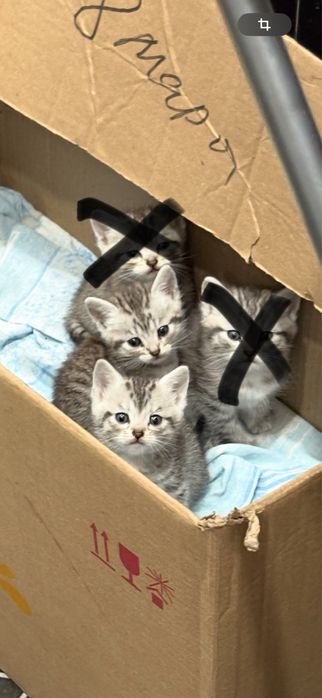 Отдам котят (оба мальчики)
