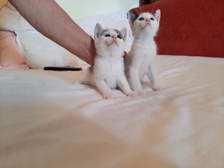 Pisici pentru adoptie