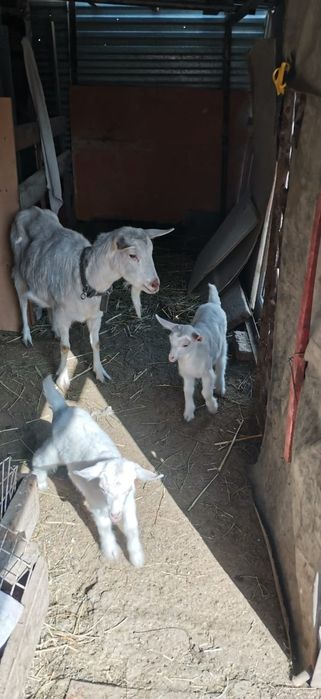 Продам Козу и двух козочек