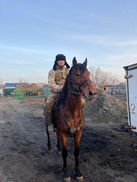 Жеребцы айгырлар