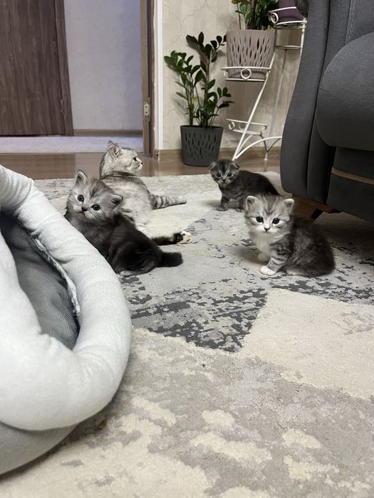 Scottish Fold және Straight котяттар