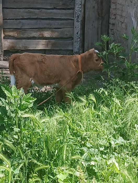 Продам тёлочку 1 месяц