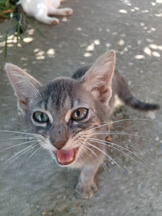 Adoptie pui pisica