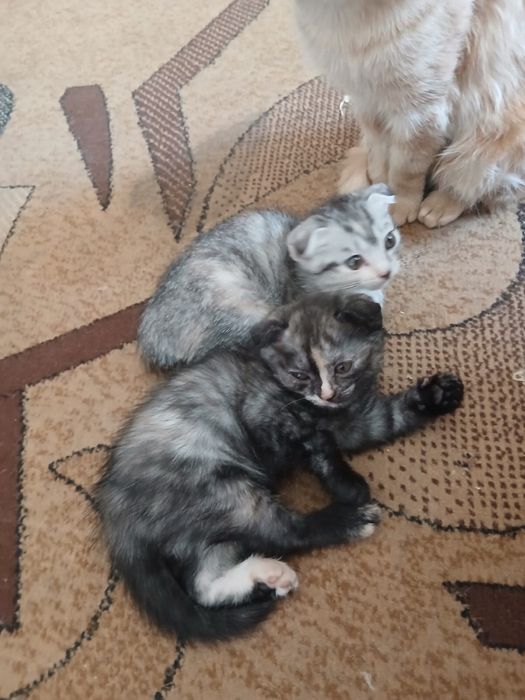 Продам котят шотландцев вислоухих