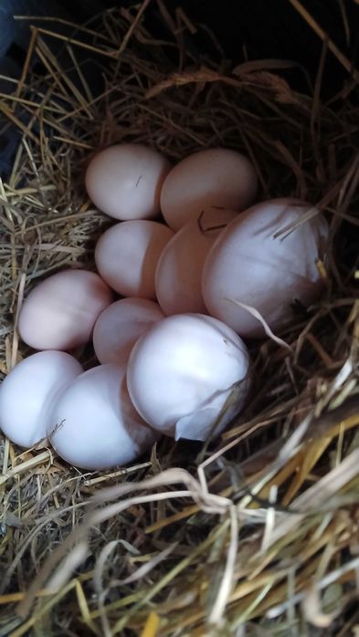 Familie gaini paduane