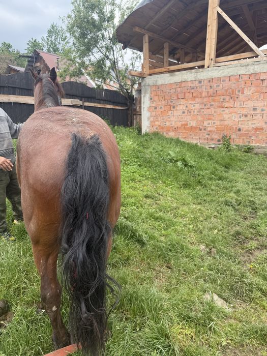 De vanzare cal castrat