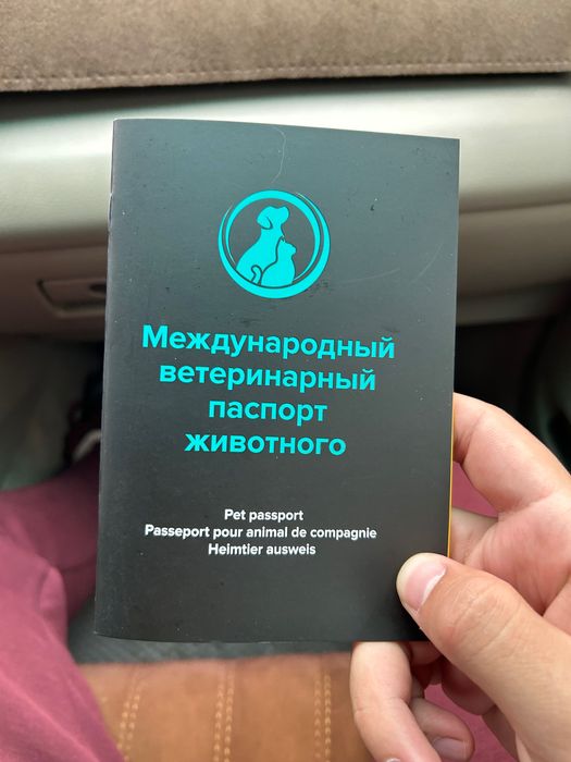 Хаски сибирская 5 месяцев мальчик