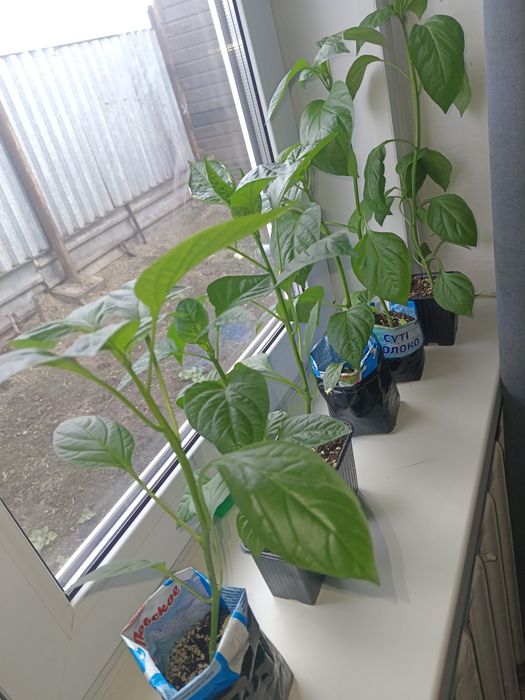 Продам рассаду,сладкий перец и баклажаны