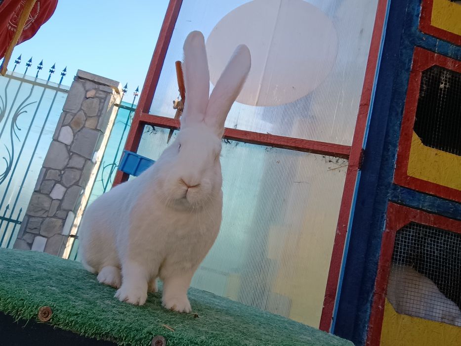 Iepuri din rasa uriaș german și berbec german