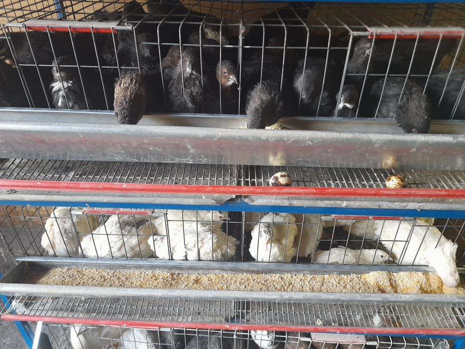 Oua prepeliță incubat Polara Giganta,Jumbo Gold,jumbo lavandă și Cel