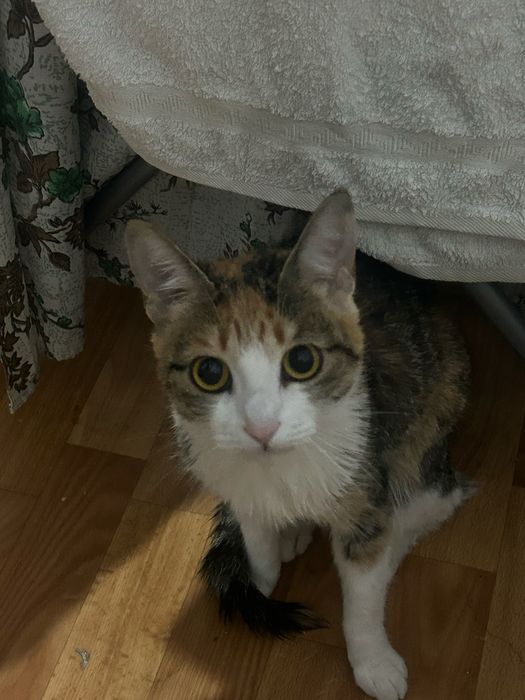 Отдам кошку в добрые руки