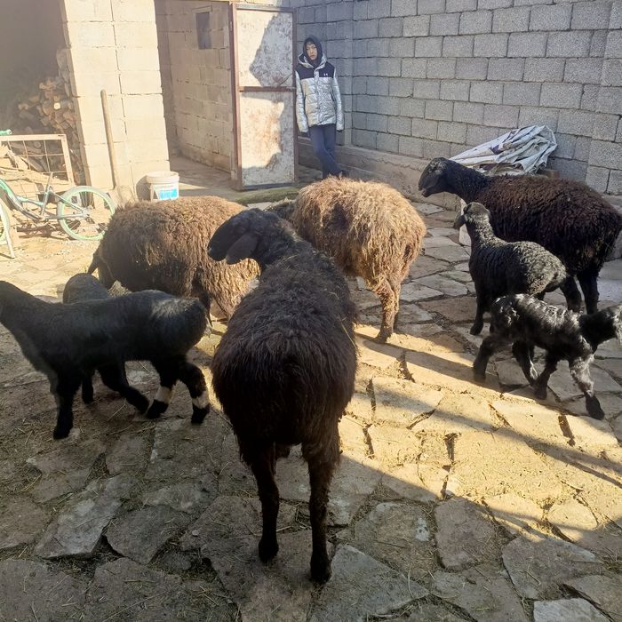 Қозылы қои 130000 саудасы бар