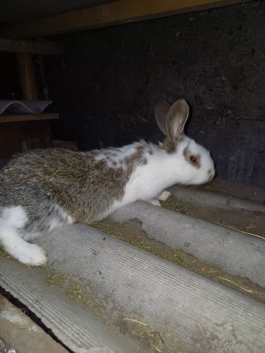 Кролики  молодняк 5000тг.