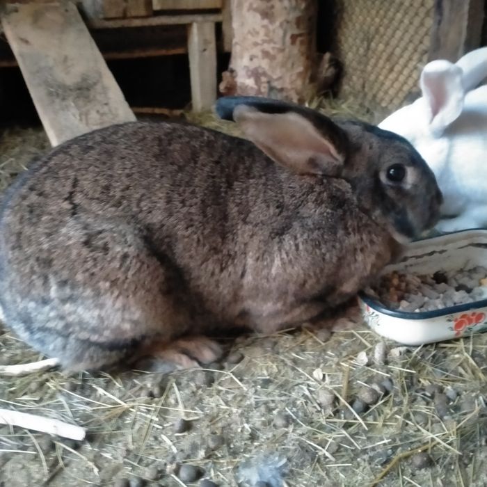 Продам крольчиху