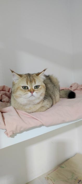 Британские кошечки 9 мес