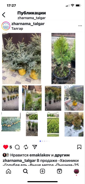 Антуриум ,Спамифилюм,Доллор,Цикас