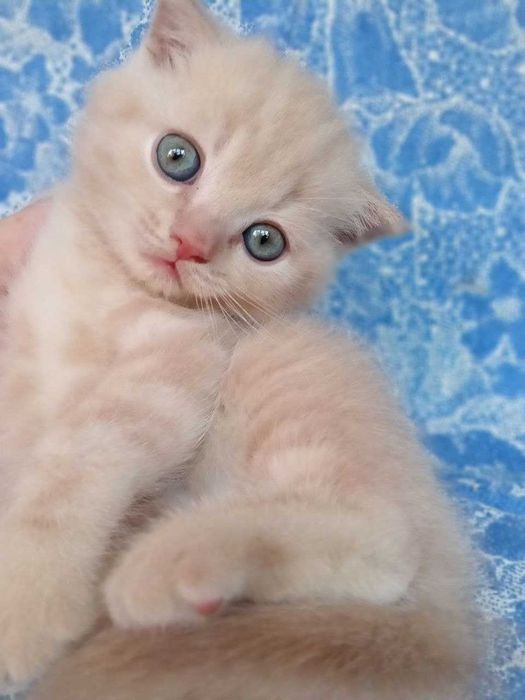 Котята Скоттиш Страйт