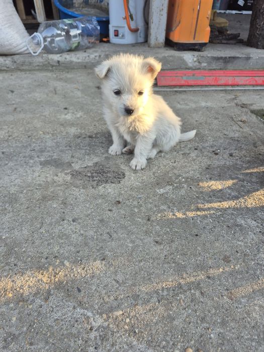 Donez catei talie medie