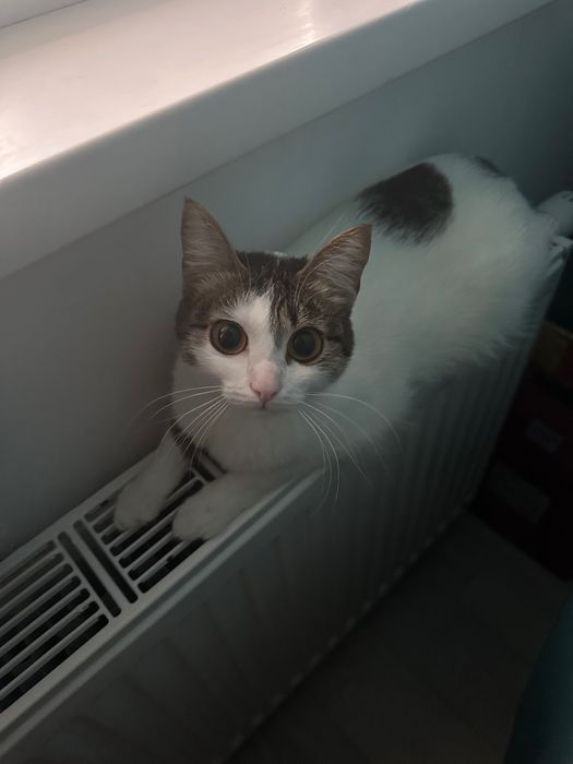 Отдам кошку в хорошие руки